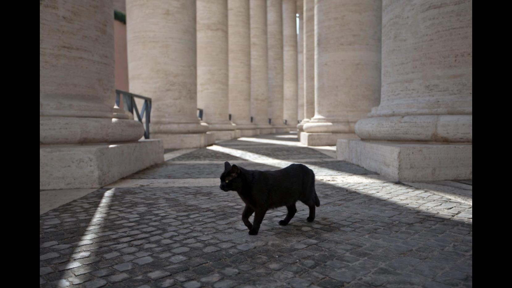 Animali, Aidaa: In 10 anni uccisi 500mila gatti neri