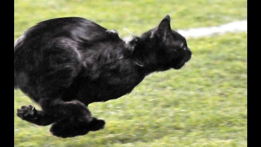 Animali, domani si celebra il ‘Gatto nero day’