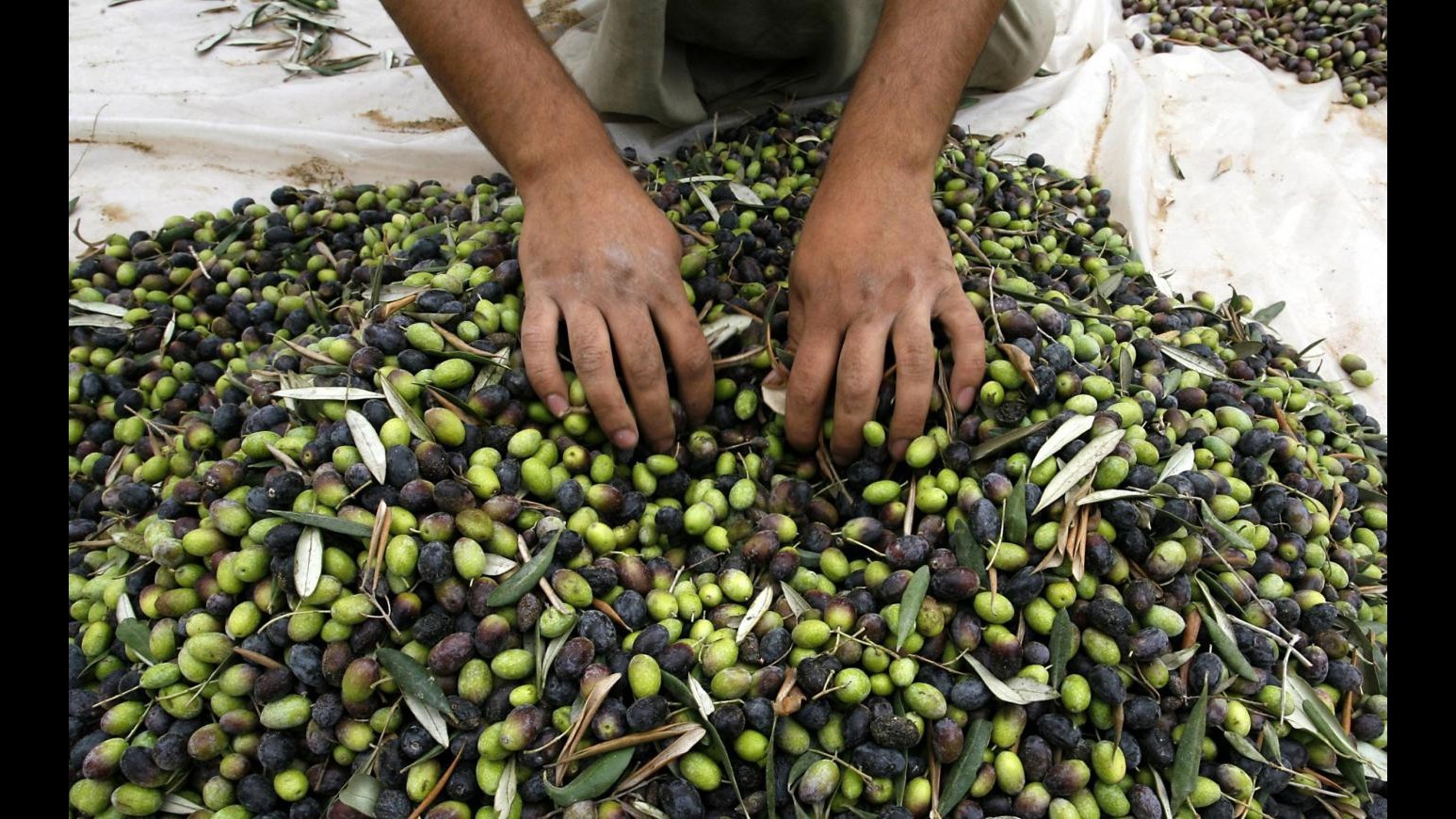 Caserta, blitz dei Nas: sequestrate 19 tonnellate di olive da tavola