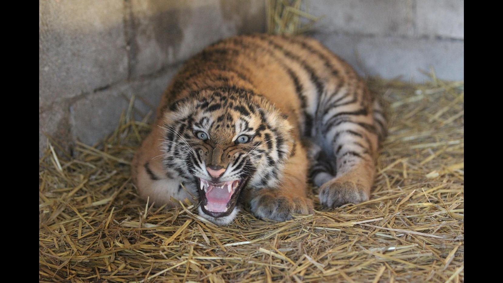 Tigre avvistata fuori Parigi: continuano le ricerche