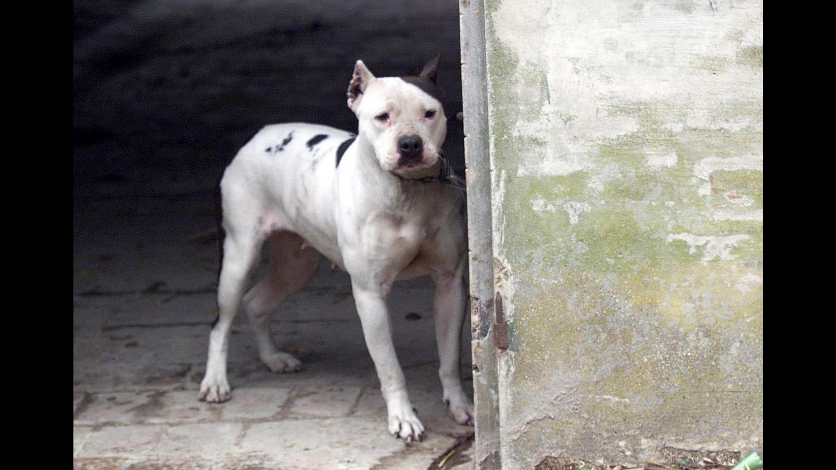 Addestrano cani a combattere contro cinghiali: 7 denunce