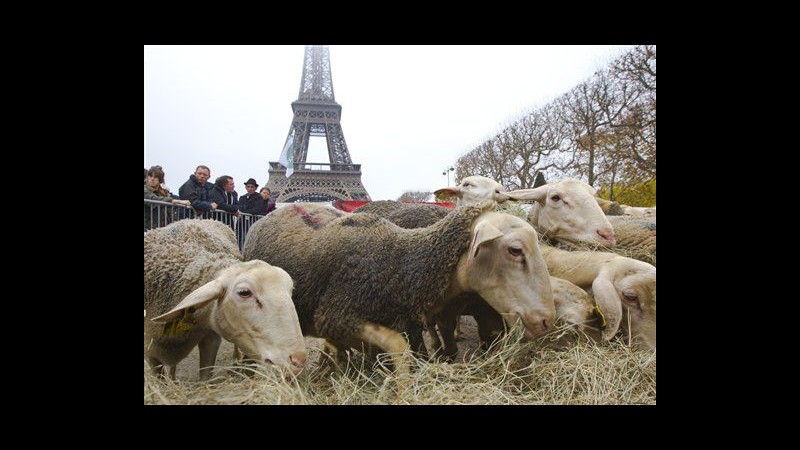 Francia, pecore sotto la Tour Eiffel: pastori protestano contro i lupi