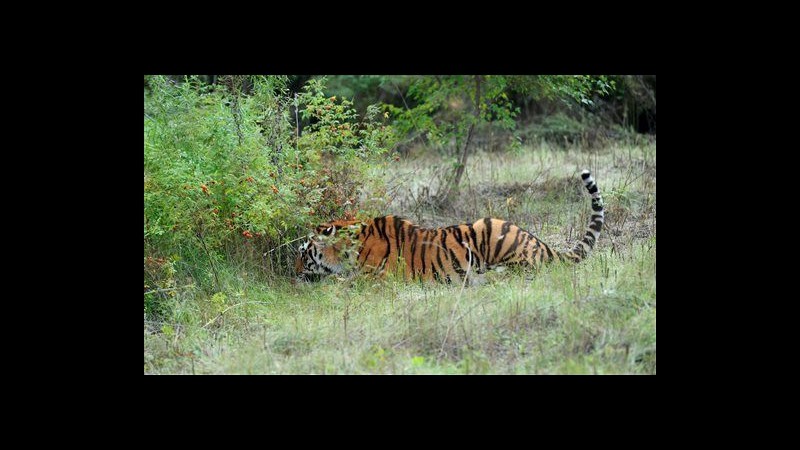 Cina, tigre siberiana liberata da Putin uccide altre 13 capre