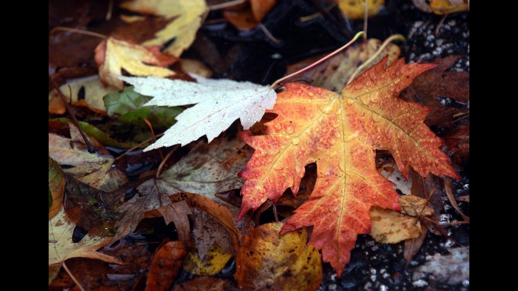 Coldiretti: Natura in tilt con autunno bollente, +2,9° rispetto media