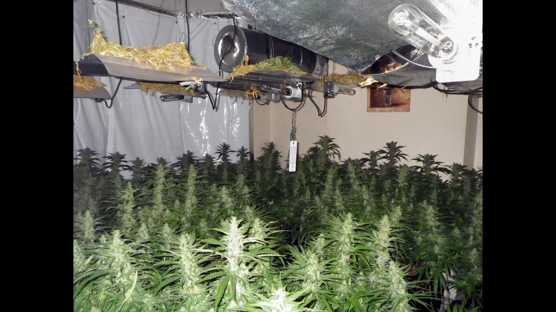 Bari, affitta villetta e coltiva marijuana: arrestato 38enne