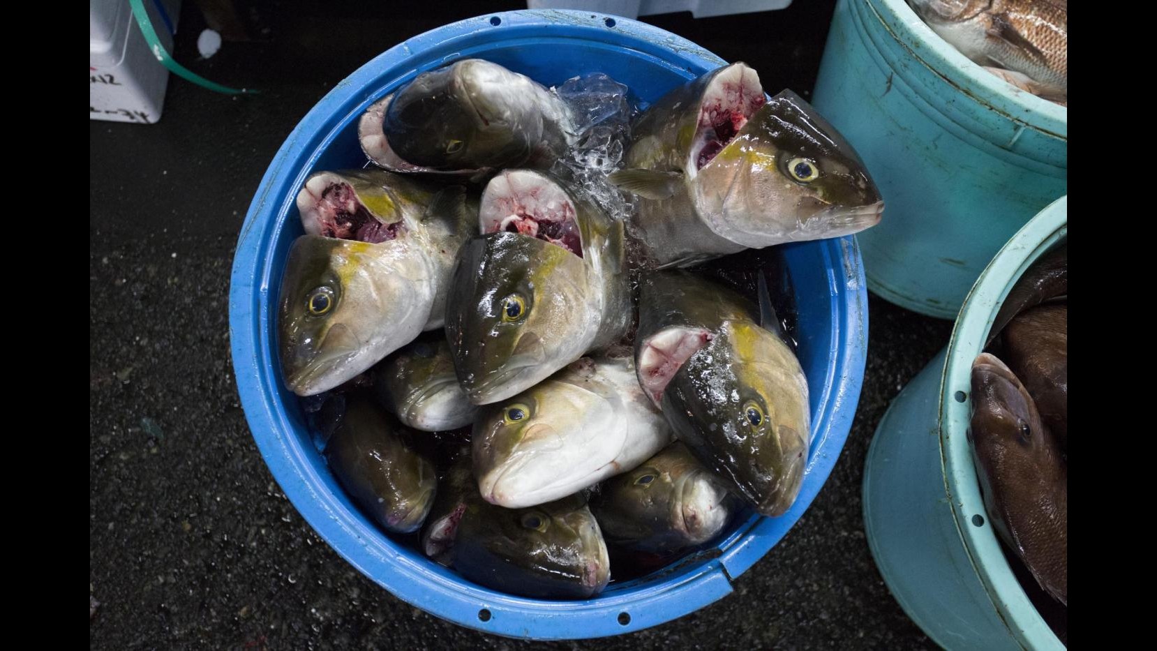 Catania, sequestrato 1 quintale di novellame tonno rosso e pesce spada