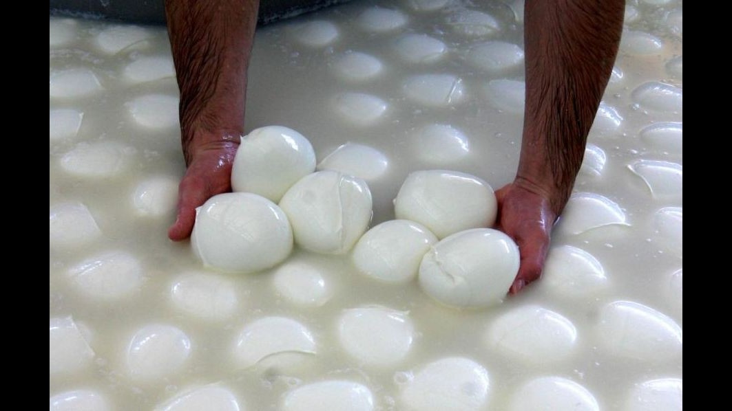 Caserta, adulterano mozzarella bufala: 4 arresti, imprenditori e veterinari
