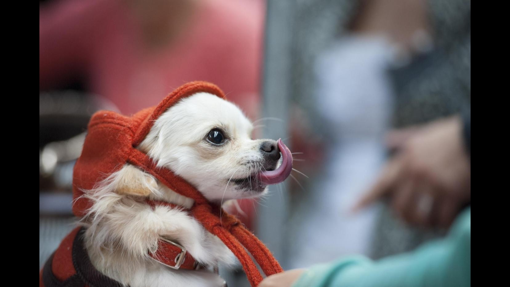 L’oroscopo 2015 per ‘micio e fido’. Gli astri dei cani e dei gatti