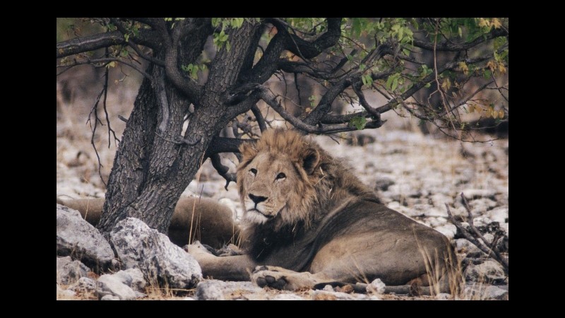 Zimbabwe, raggiunte 500mila sterline in donazioni per morte Cecil