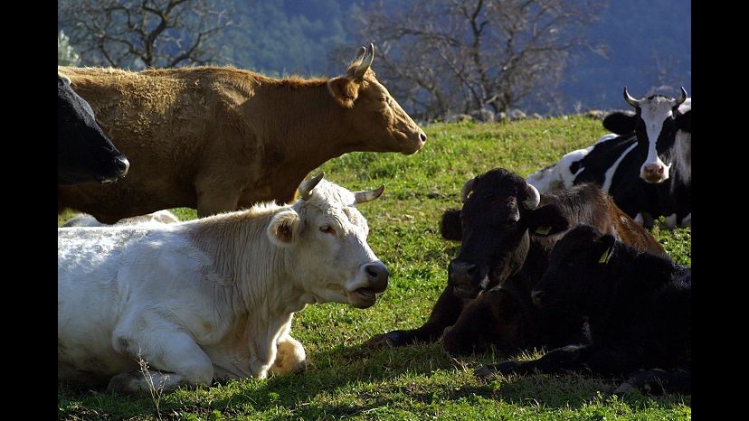 Farmaci per aumentare latte bovino: perquisizioni al nord Italia