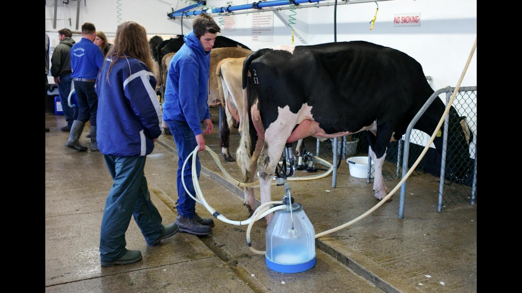 Agricoltura, Coldiretti: Il caldo sconvolge gli animali nelle fattorie