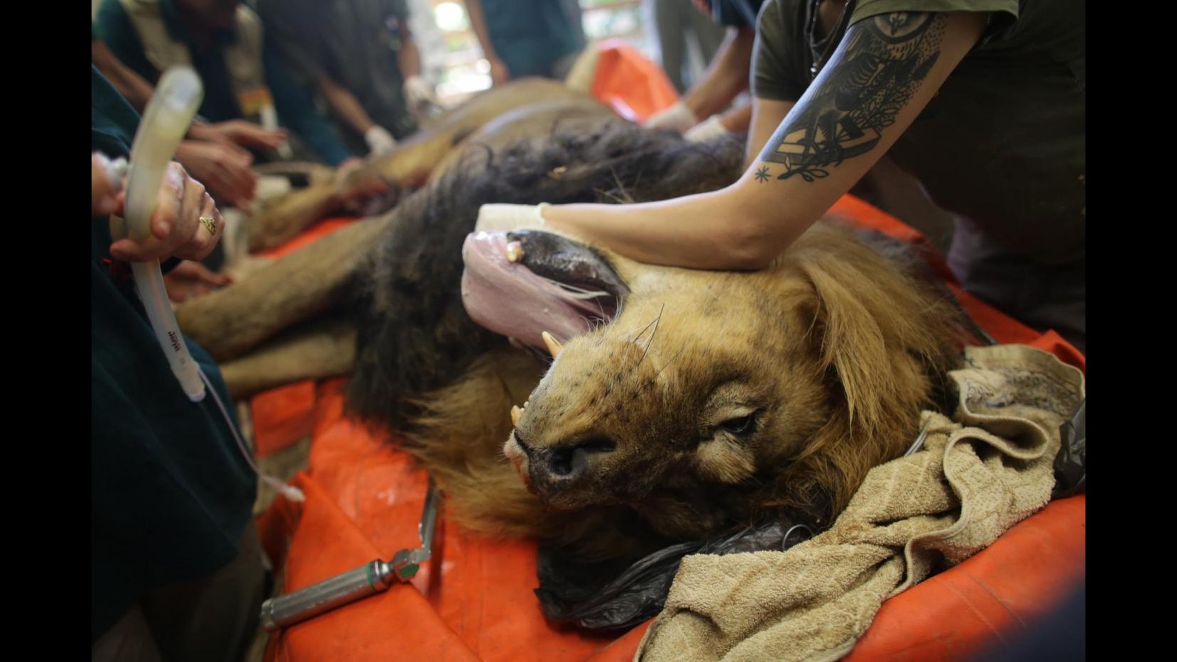 Ucciso il leone Jericho: era fratello di Cecil. Ma ricercatore smentisce: Ho il segnale gps