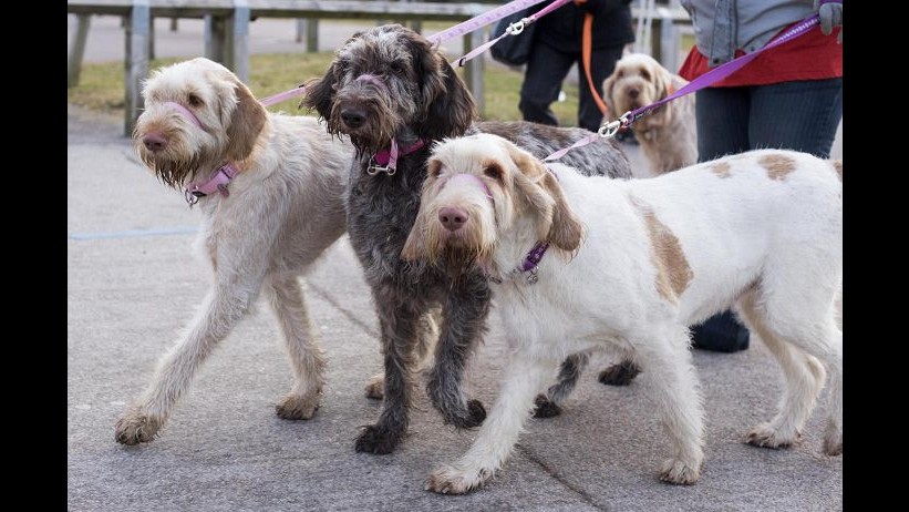 Aidaa: In tre mesi abbandonati 40mila cani