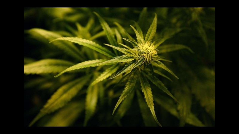 Coldiretti: Lavoro per 10mila persone da raccolto cannabis di Stato