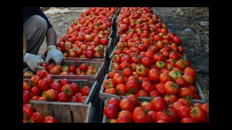 Coldiretti: Danni a coltivazioni dopo i temporali di Ferragosto