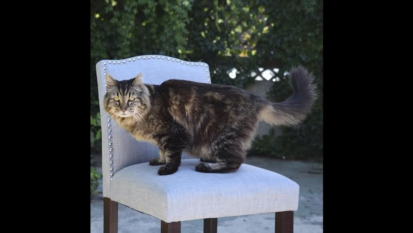 Courdroy ha 26 anni, è il gatto più vecchio del mondo