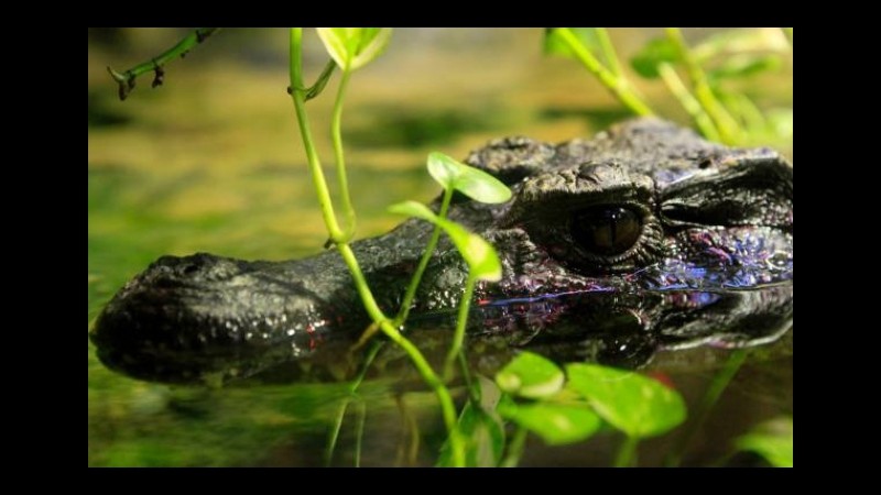 Costa Rica, coccodrillo aggredisce bimbo di 5 anni: salvato dalla mamma