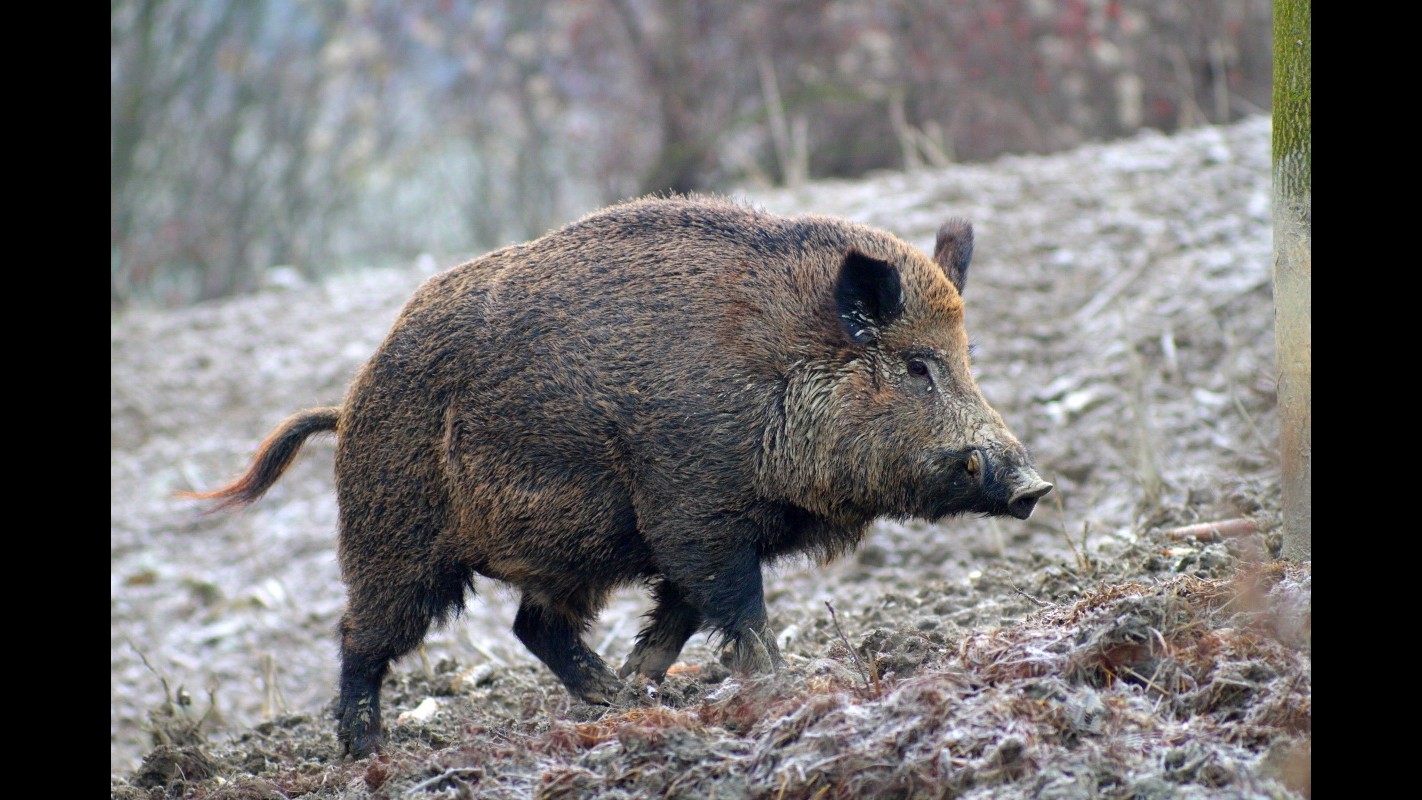 Muore uomo aggredito da cinghiale a Cefalù. È polemica su parchi