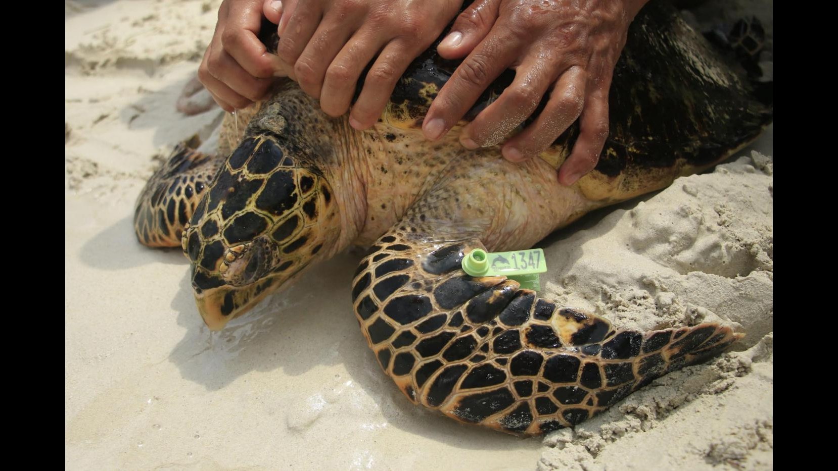 La nuova vita di 65 tartarughe marine in Colombia