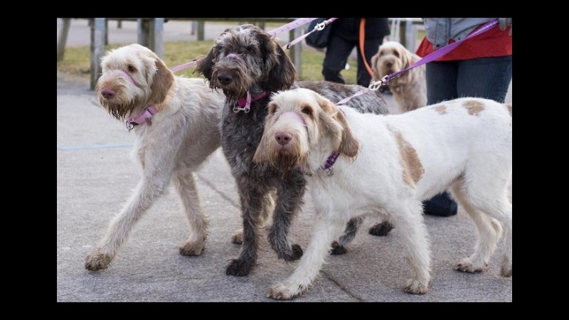 Salute, servizio sanitario Gb userà cani per scoprire il cancro