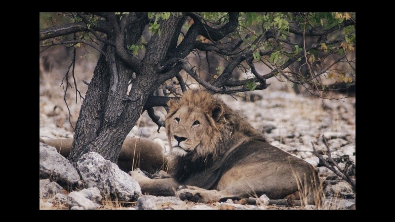 Leone sbrana una guida turistica nel parco dove fu ucciso Cecil