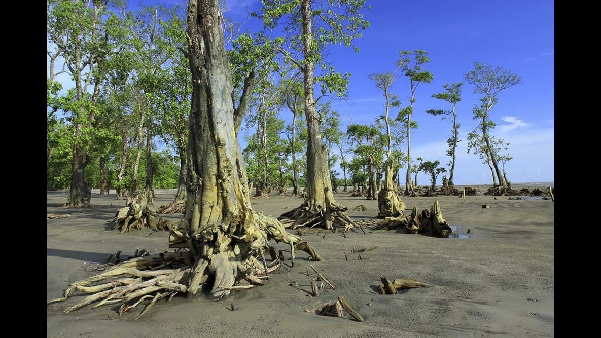 Studio: Area foreste tropicali pari a India scomparirà entro 2050