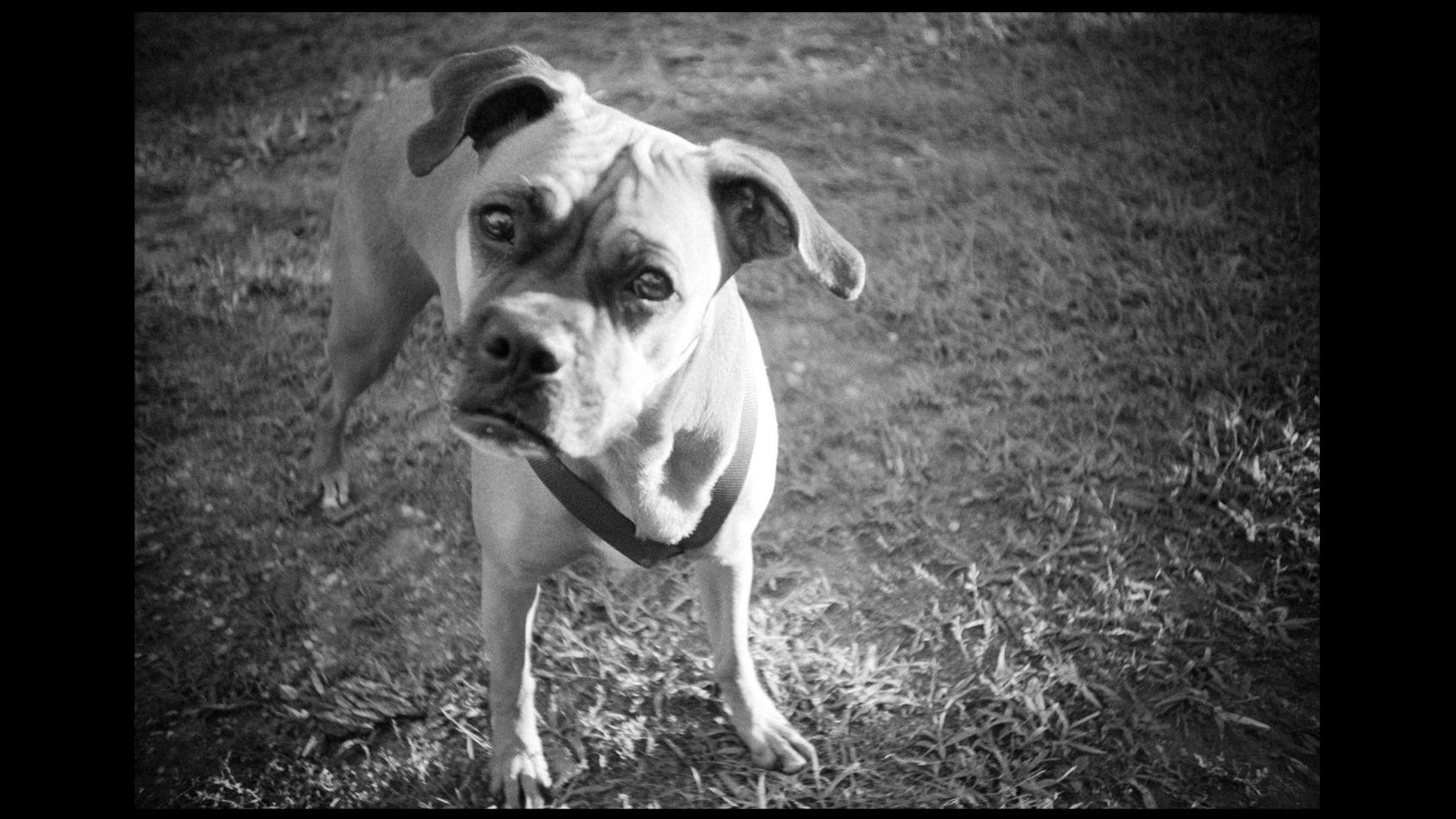 Aidaa, cani avvelenati in aumento nel primo trimestre 2015