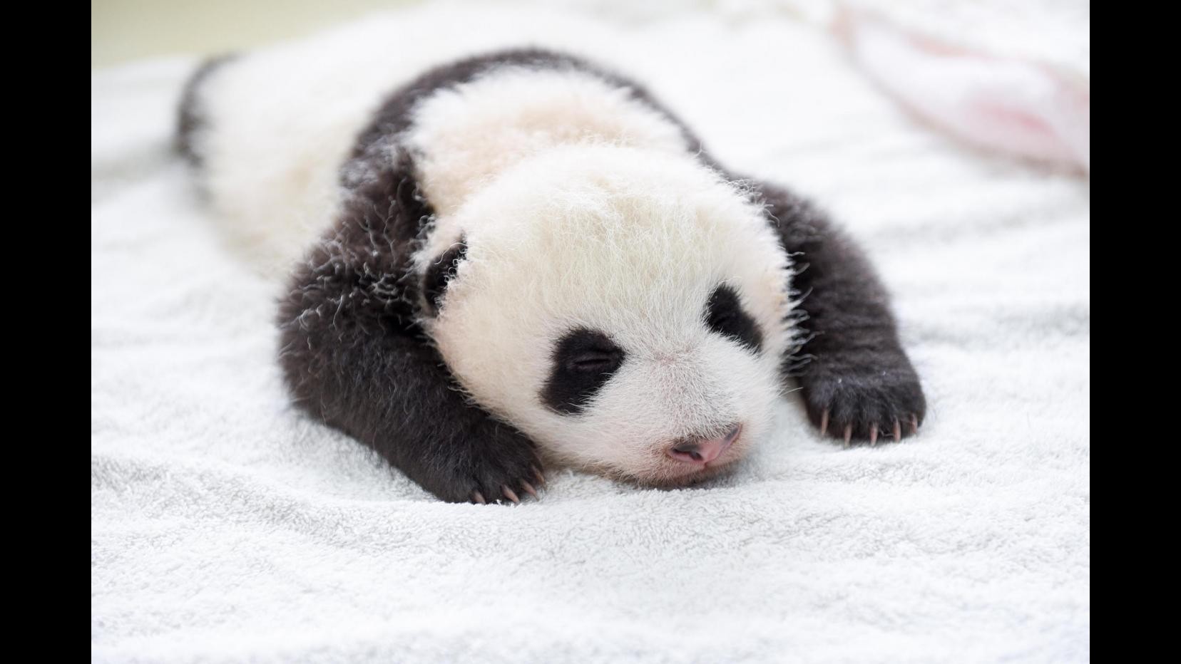 Panda Mei Xiang partorisce due cuccioli allo zoo di Washington