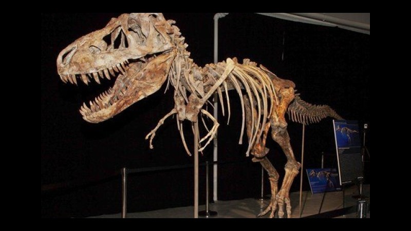 Germania, trovate impronte dinosauro in una cava: hanno 145 milioni di anni
