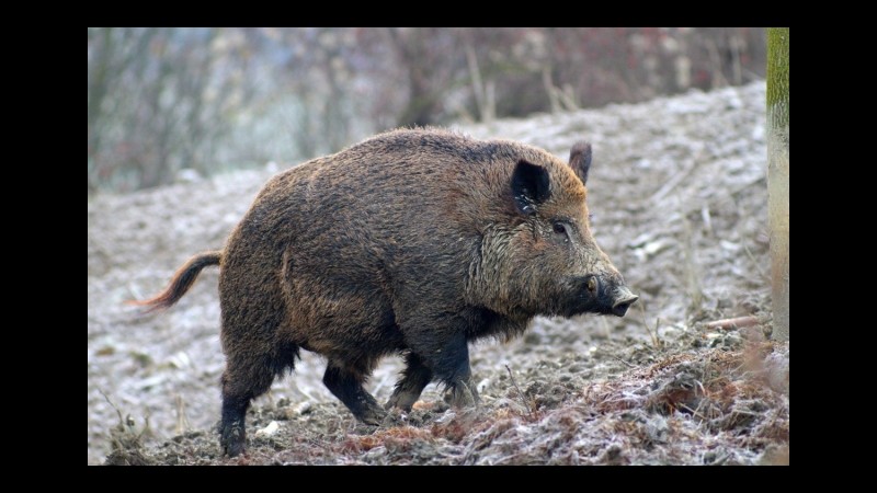 Frosinone, 65enne ucciso da un cinghiale