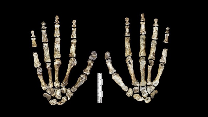Scoperto in una caverna in Sudafrica l’Homo Naledi, nuovo antenato dell’uomo