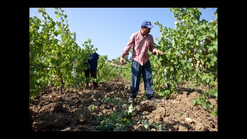 Istat: Imprese agricole più grandi ma in calo, -9,2% in tre anni