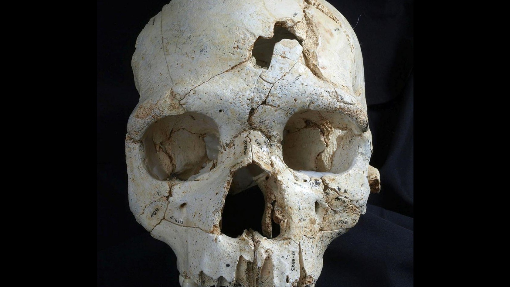 Ricostruito primo omicidio della storia: risale a 430mila anni fa
