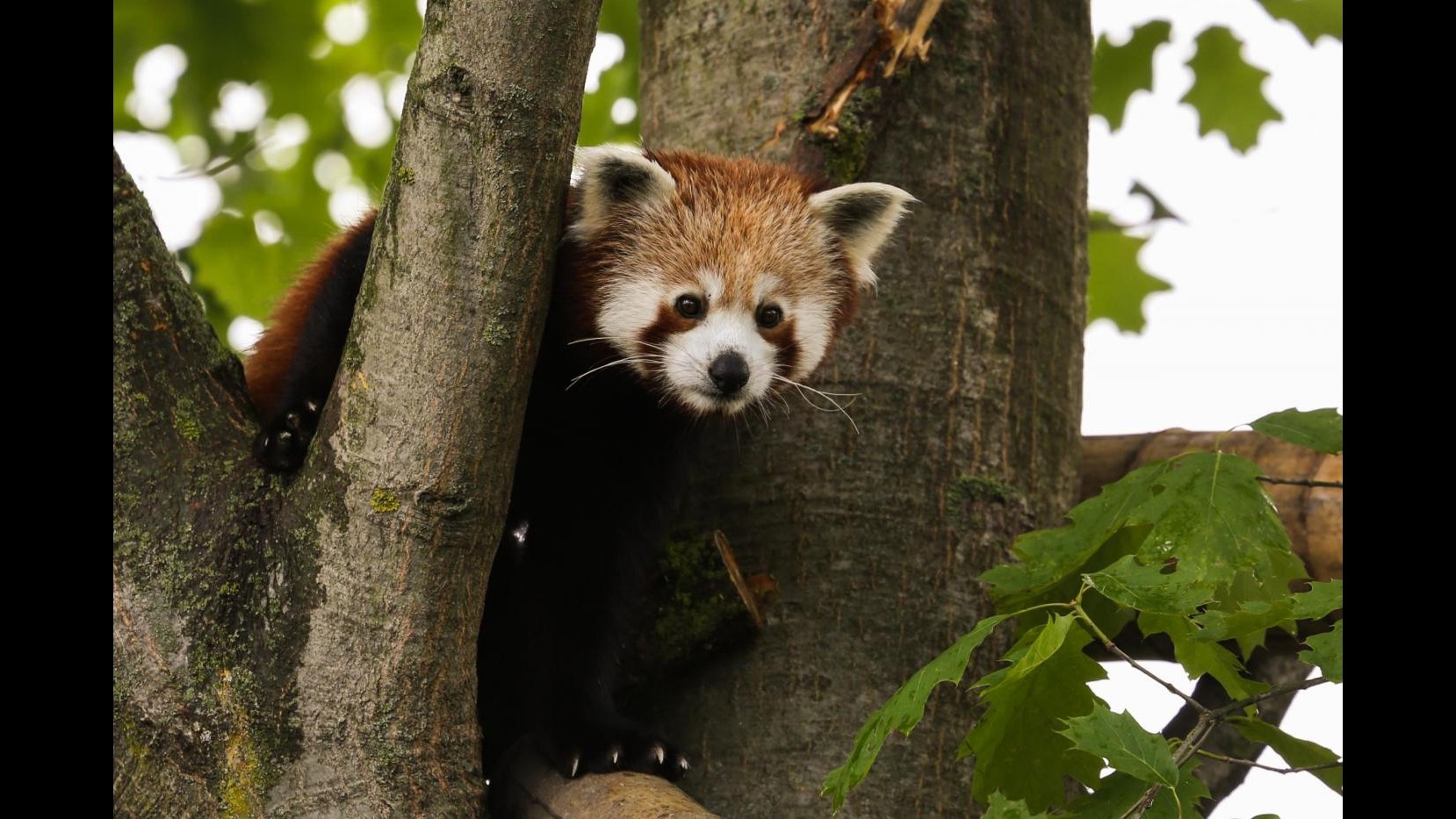 Al bioparco Zoom di Cumiana arrivano due cuccioli di panda rosso