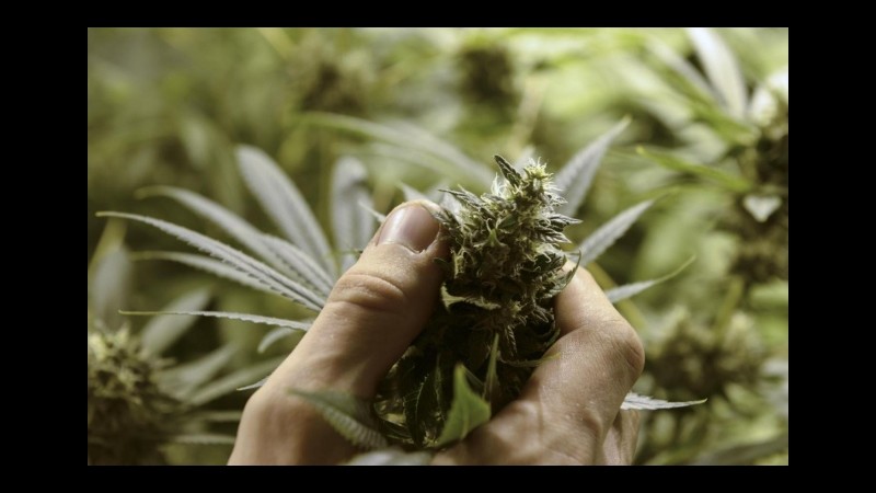 Brescia, coltivava marijuana in giardino: sequestrati 4,5 kg