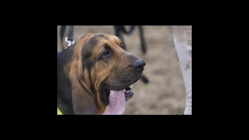 Pescara, si perde nel bosco: ritrovata dai cani molecolari
