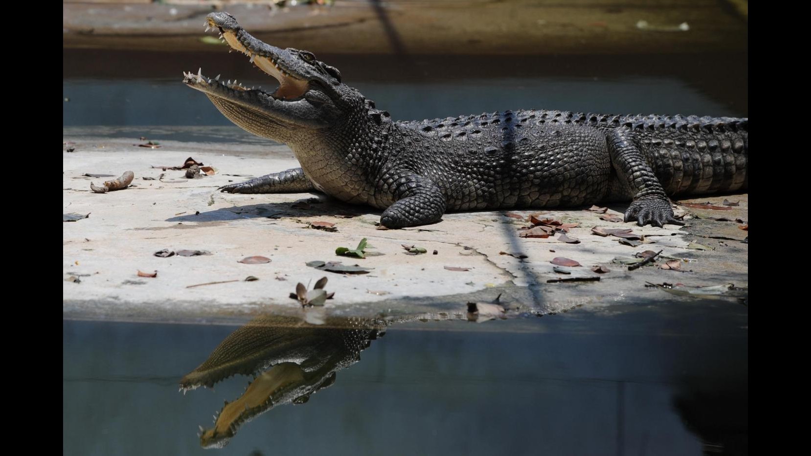 Australia, coccodrillo attacca surfista in mare, lui lo mette in fuga