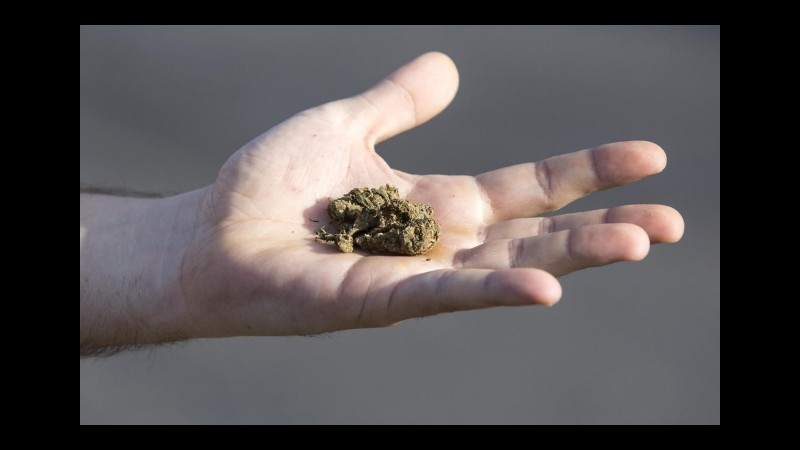 Via libera del Piemonte all’utilizzo terapeutico della cannabis