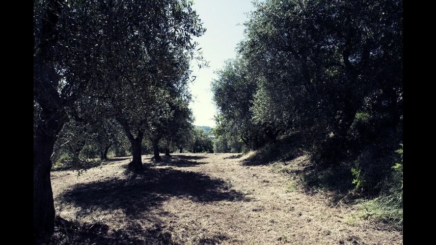 Coldiretti: L’ulivo è arrivato sulle Alpi, ghiacciai ridotti del 40%