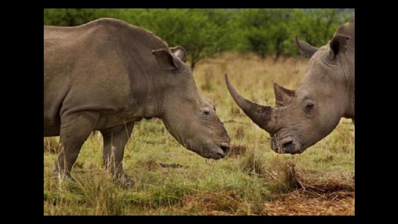 Animali, rinoceronti rischiano estinzione in meno di 30 anni