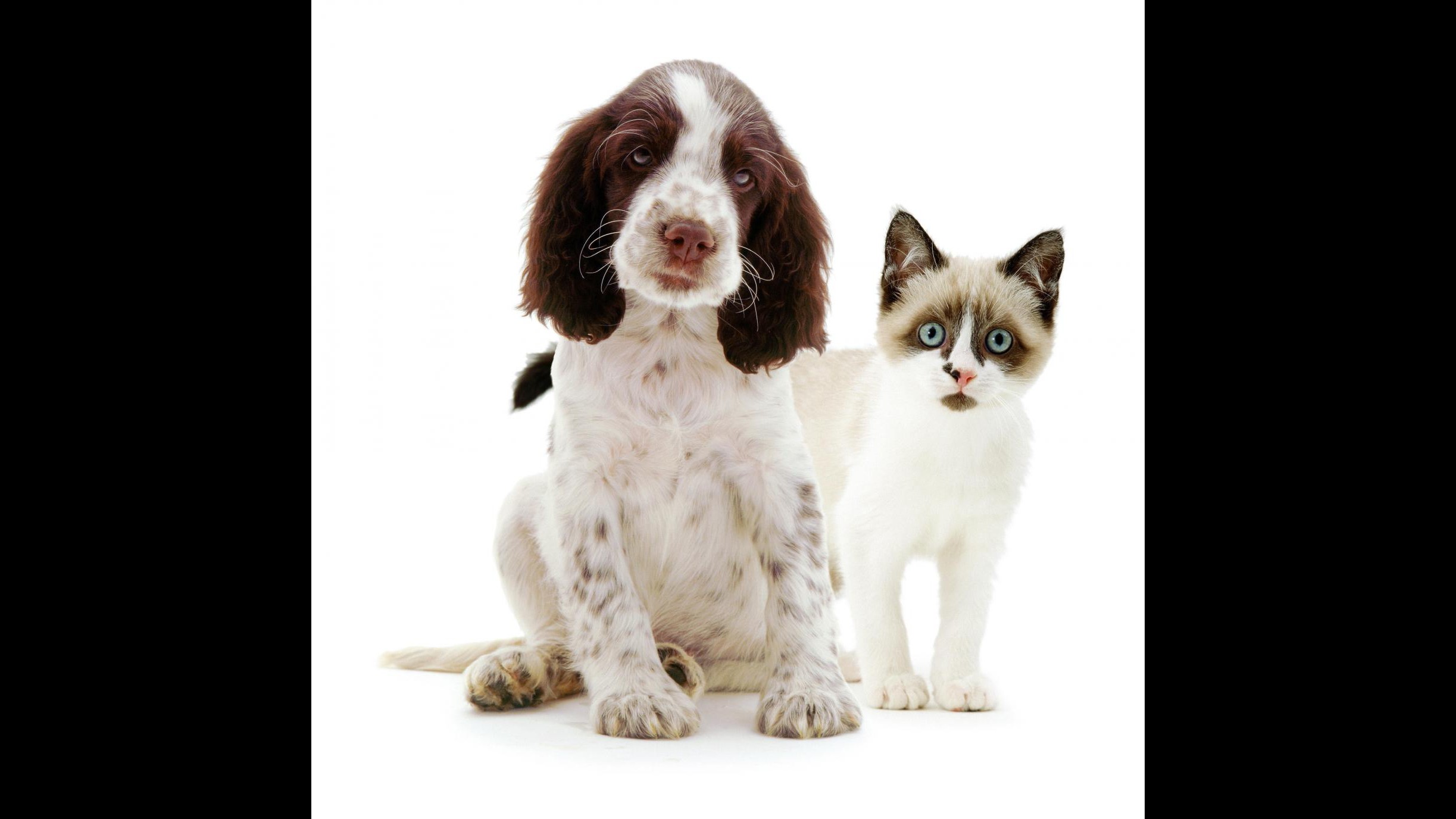 Torino, ok dal Comune per accesso a cimitero con cani, gatti o criceti