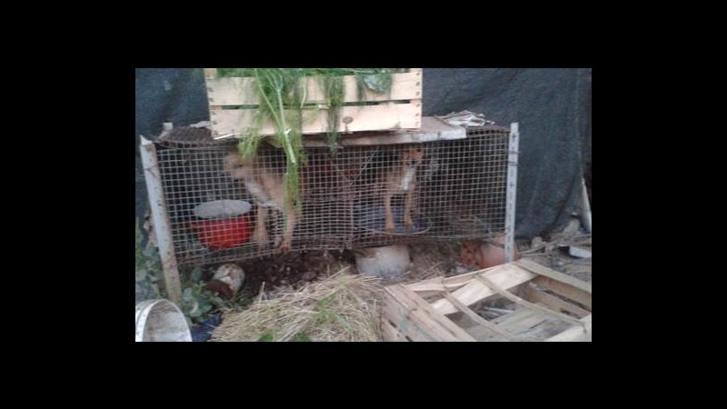 Caserta, canile lager: sequestrati 8 animali, due denunciati