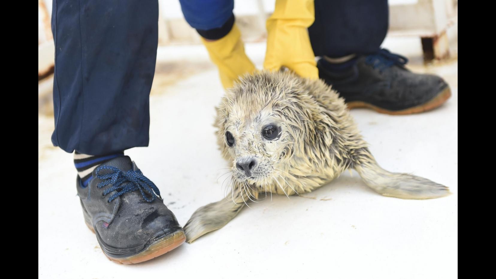 Isole Farne, nato il primo cucciolo di foca dell’anno