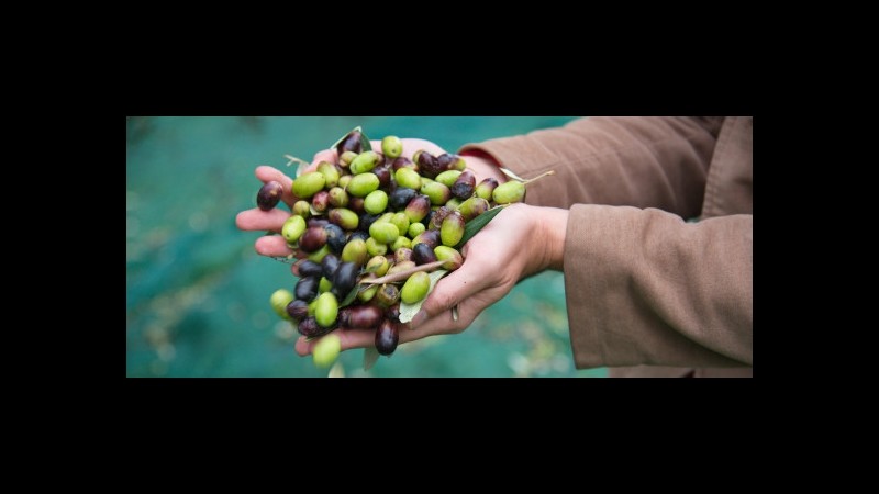 Coldiretti, +681% delle importazioni di olio da Tunisia a Italia