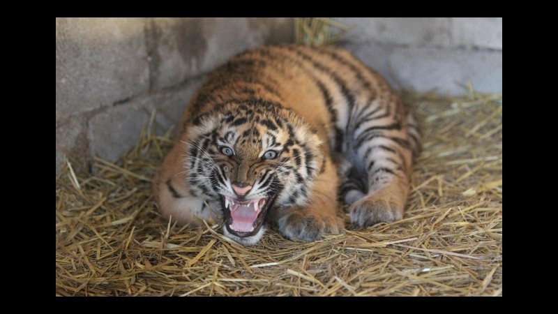 Georgia, abbattuta la tigre che ha ucciso un uomo a Tbilisi