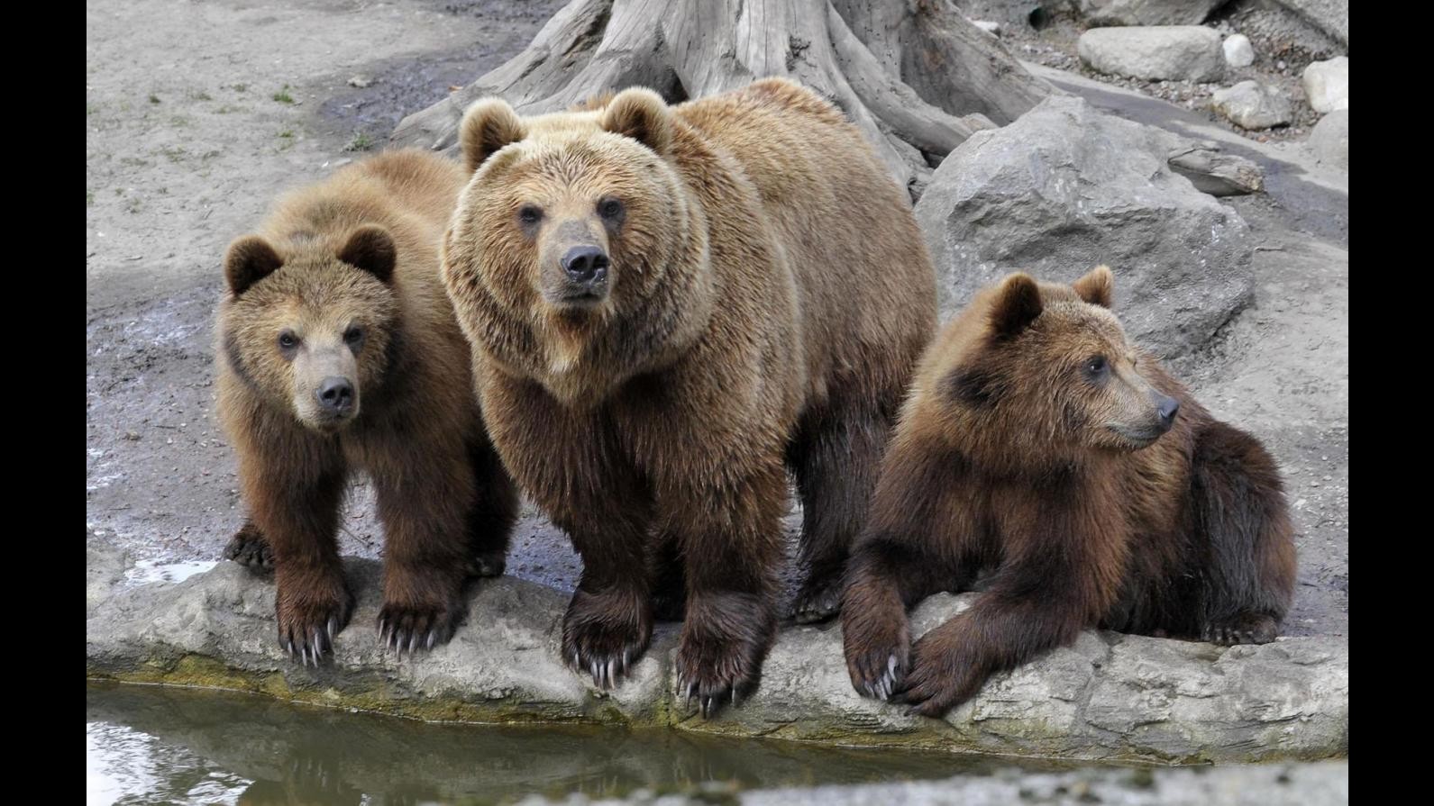 Il Parco nazionale d’Abruzzo dice addio all’orso Sandrino