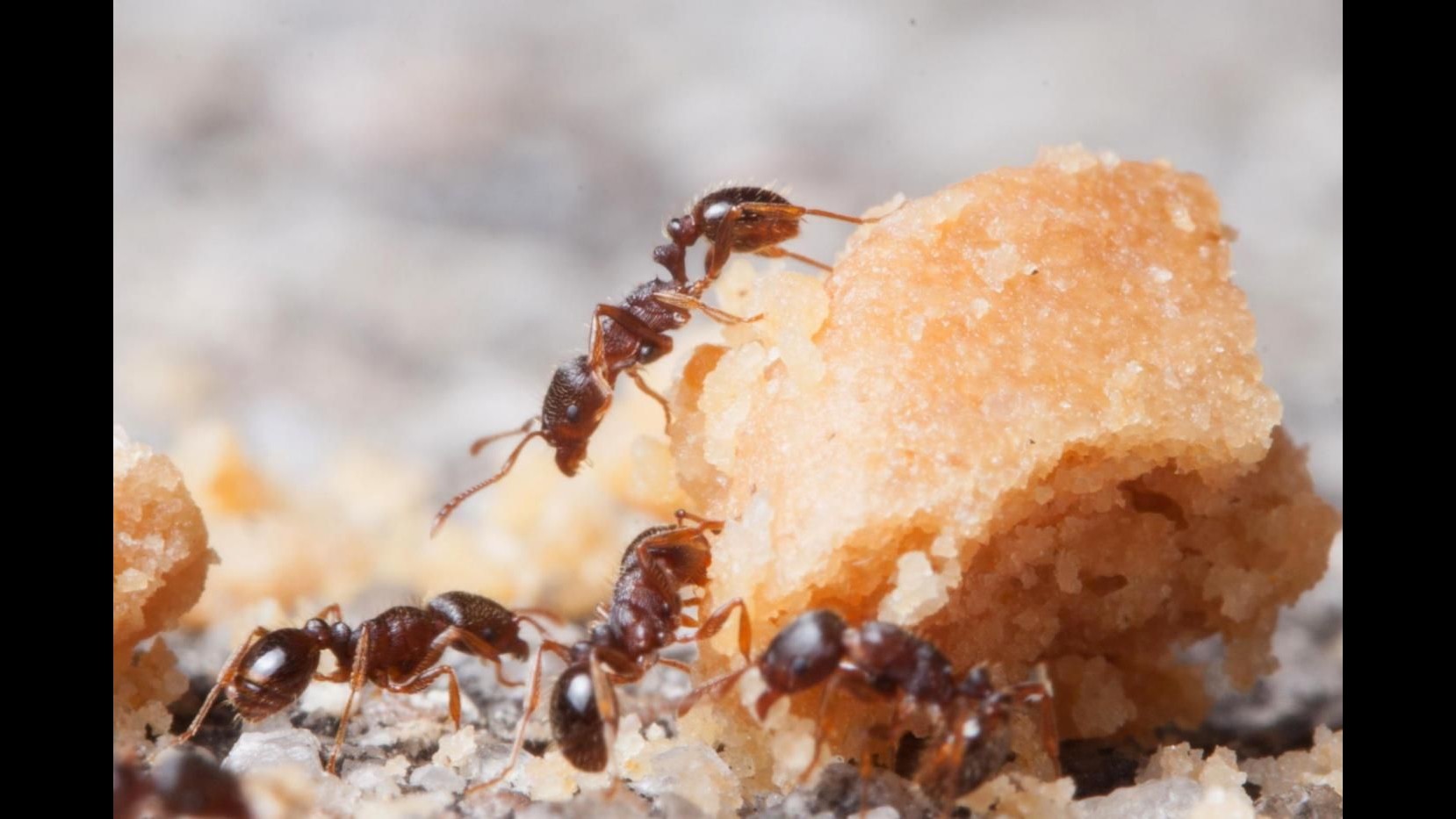 Si perde nel deserto: sopravvive 6 giorni mangiando formiche