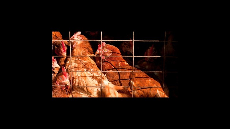 Bologna,indagati 6 veterinari e 2 dirigenti:salmonella in carni avicole