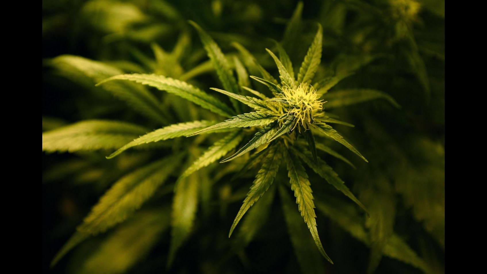 Torino, coltivavano marijuana in garage: due arrestati