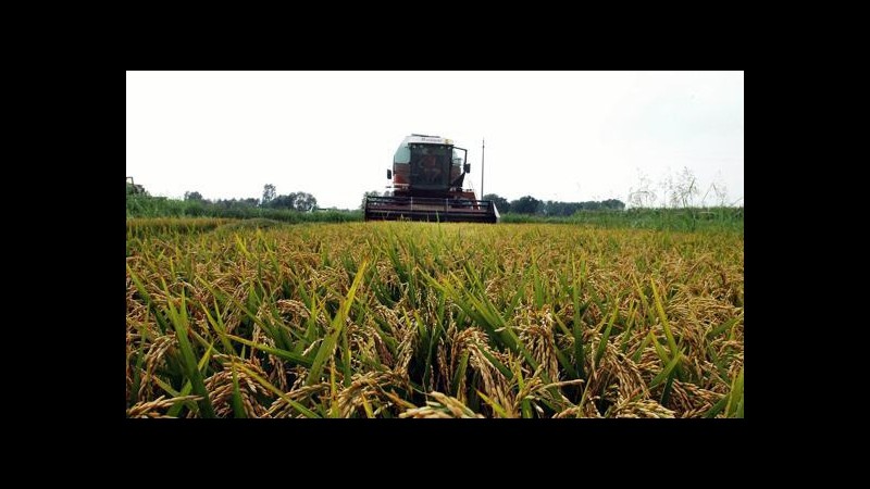 Expo, Italia leader europea coltivazione riso grazie alla biodiversità